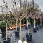 Broskyňa obyčajná (Prunus persica) ´REDHAVEN´ - výška: 250-300 cm, obvod kmeňa: 25/30 cm, kont. C130L 